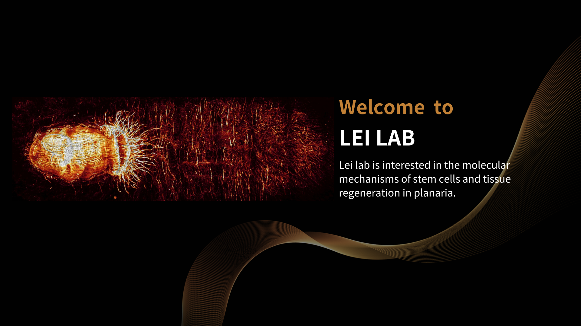 Lei Lab