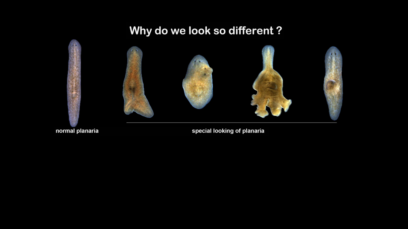 Lei Lab - 涡虫研究
